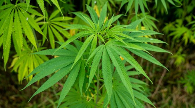 Real Demand Generation for Cannabis Brands