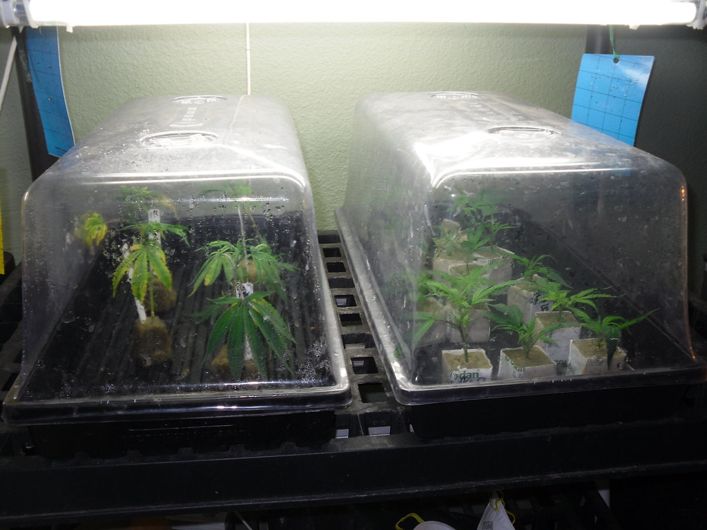Cannabis clones under humidity domes